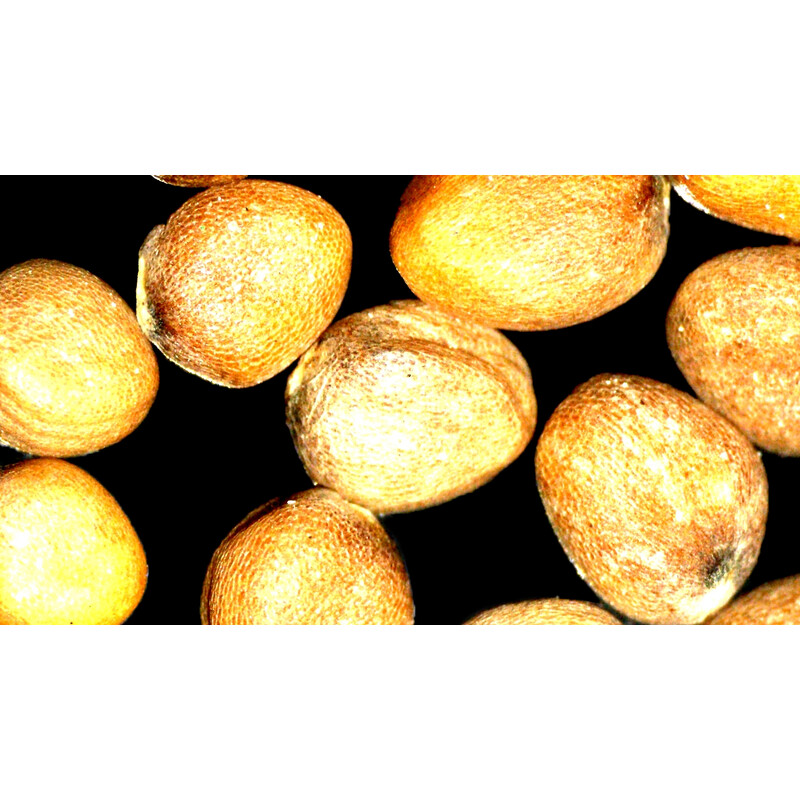 ZEISS Stereo zoom microscope Stemi 355, C Lab, trino, BF, DF, w.d. 110 mm, 10x/23, 5.5:1, 7.2x-40x, AL/DL, Spot C LED