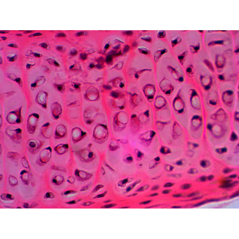 Levenhuk Prepared slides N20 NG